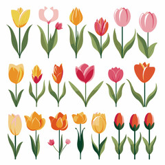 Obraz premium vector collection of tulip flowers