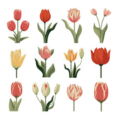 vector collection of tulip flowers