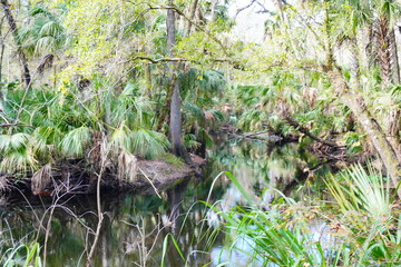 The winter landscape of Florida Trail	