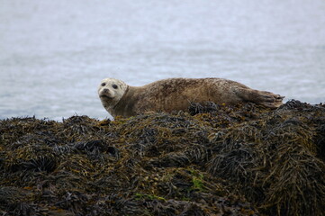 Common Seal (Harbour / harbor seal, Phoca vitulina), The Sound of Islay, Isle of Jura, Scotland, UK