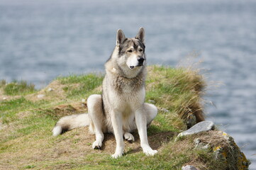 Tamaskan Dog on the Hebridean Isle of Jura, by the Sound of Islay , Scotland, UK