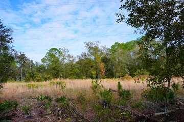 Obraz premium The winter landscape of Florida Trail 