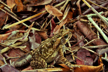 Toad camouflaged among the fallen leaves.