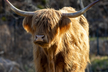 Highland Cattle with large horns and rufous red shaggy fur in late afternoon sun
