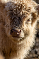 Highland Cattle Calf closeup with light tan shaggy fur in late afternoon sun