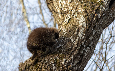 North American Porcupine, Erethizon dorsatum, climbing up tree with head turned slightly down towards camera on late fall afternoon and soft sunlight