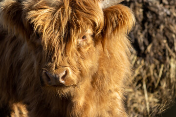 Highland Cattle Calf closeup with rufous red shaggy fur in late afternoon sun