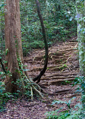 Sinharaja Forest Reserve, Sabaragamuwa and Southern Provinces, Sri Lanka