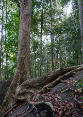 Sinharaja Forest Reserve, Sabaragamuwa and Southern Provinces, Sri Lanka