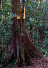 Sinharaja Forest Reserve, Sabaragamuwa and Southern Provinces, Sri Lanka