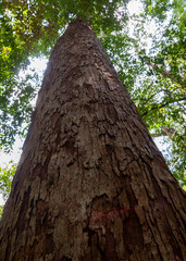 Sinharaja Forest Reserve, Sabaragamuwa and Southern Provinces, Sri Lanka