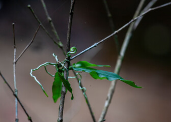Sinharaja Forest Reserve, Sabaragamuwa and Southern Provinces, Sri Lanka
