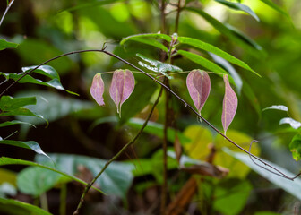 Sinharaja Forest Reserve, Sabaragamuwa and Southern Provinces, Sri Lanka
