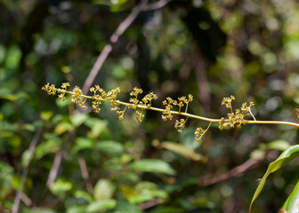 Sinharaja Forest Reserve, Sabaragamuwa and Southern Provinces, Sri Lanka