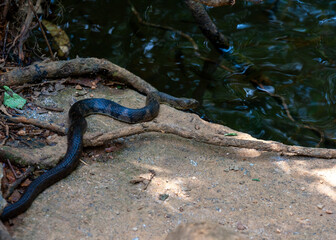 Sinharaja Forest Reserve, Sabaragamuwa and Southern Provinces, Sri Lanka