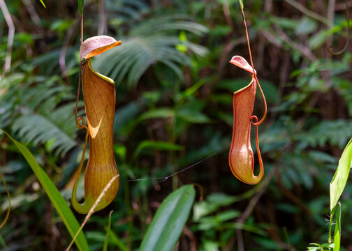 Pitcher Plant (Nepenthes distillatoria) at Sinharaja Forest Reserve, Sabaragamuwa and Southern Provinces, Sri Lanka