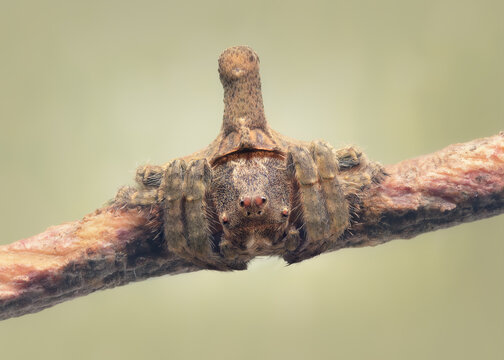 Close-up of a juvenile turreted wrap-around spider (Dolophones sp) on a twig, Australia