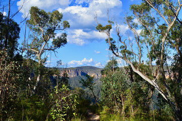 A walking trail at Mount Victoria in the Blue Mountains National Park of Australia.
