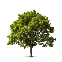 A big tree isolated on transparent or white background, png