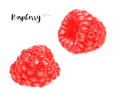 Watercolor illustration of raspberry close up. Design template for packaging, menu, postcards.  PNG