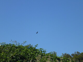 Birds in flight in the sky
