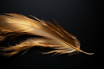 Elegant template Golden feathers on black background, fashion and beauty