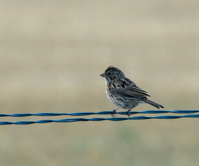 Vesper Sparrow Bird on a blue wire