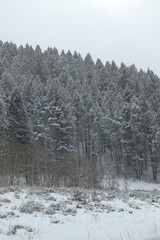 Forest of Snow Covered Trees