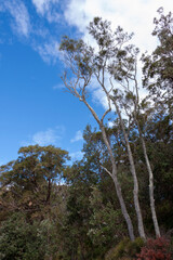 Booderee National Park, Jervis Bay Territory, Australia