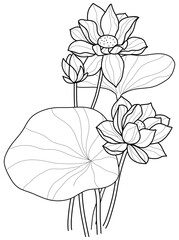 Fototapeta premium Black and White Aquatic Plant: Lotus Vector in Hand-Drawn Style