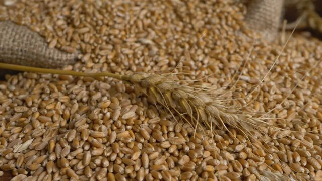 Ripe dry wheat in bindle bag. Harvest time activity. Grain elevator, agrarian facility complex designed to stockpile or store grain. Organic farming. Ears of grain stem of cereal wheat plant