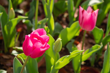 チューリップの花が咲いた花壇の風景。ピンク色の花と葉のコントラスト。