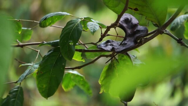 Archidendron pauciflorum (Blackbead, Dog Fruit, Djenkol tree, Luk Nieng Tree, Ngapi Nut, Pithecellobium lobatum Benth, djengkol, jengkol) on the tree