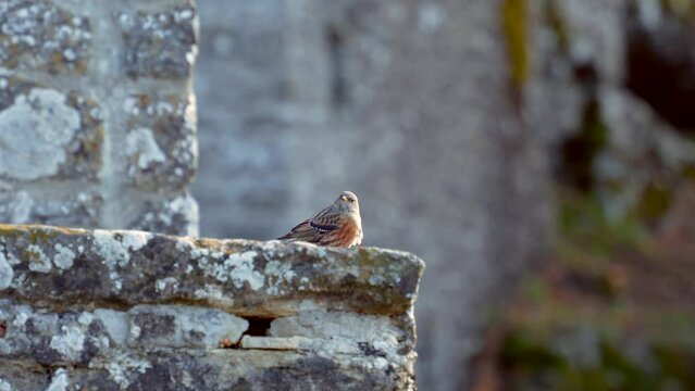 Ave p&aacute;jaro reposando en el frio de una cantera vieja al aire libre en un hermoso helado y fr&iacute;o amanecer en la naturaleza con el fuerte viento acurrucado para taparse el aire