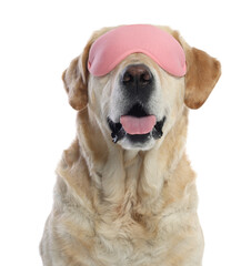 Cute Labrador Retriever with pink sleep mask on white background