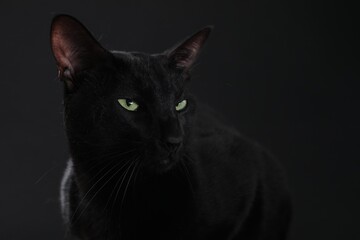 Adorable cat with green eyes on black background. Lovely pet