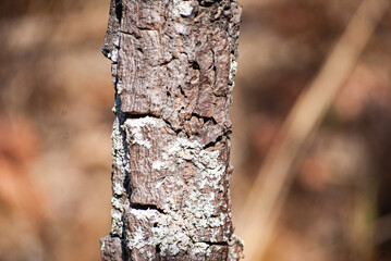 the incredible texture of the cerrado trees