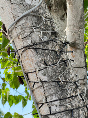 a closeup shot of a tree trunk background