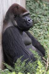 座って遠くを見つめるゴリラのオス