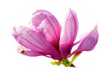 purple flower of magnolia on white