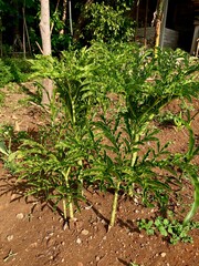 Amorphophallus muelleri plants growing in the field