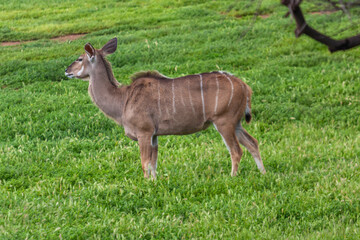  Lowland Nyala (Tragelaphus Angasii) At Werribee Open Range Zoo, Melbourne, Victoria, Australia