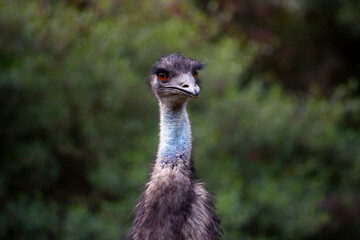 Emu (Dromaius novaehollandiae) at Werribee Open Range Zoo, Melbourne, Victoria, Australia