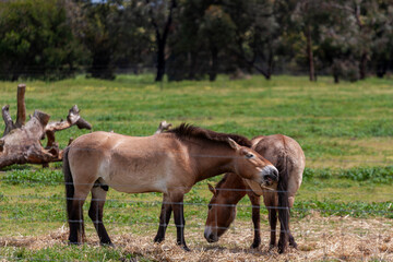 Przewalski's horses grazing at Werribee Open Range Zoo, Melbourne, Victoria, Australia