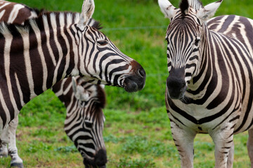 Fototapeta na wymiar Plains Zebras at Werribee Open Range Zoo, Melbourne, Victoria, Australia
