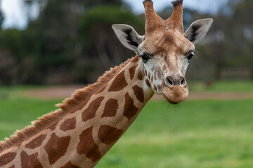 Northern giraffes at Werribee Open Range Zoo, Melbourne, Victoria, Australia