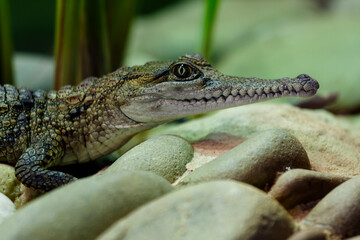 Werribee Open Range Zoo, Melbourne, Victoria, Australia