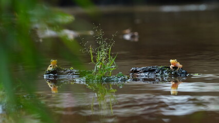 Yellow frog in the water