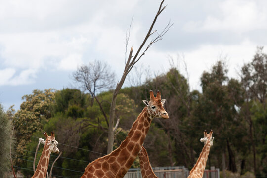 Northern giraffes at Werribee Open Range Zoo, Melbourne, Victoria, Australia 