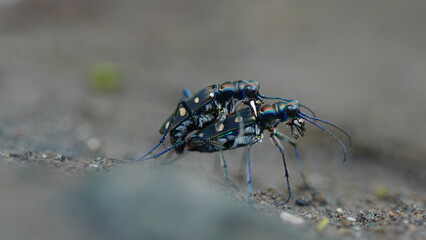 Moment mating in the rock